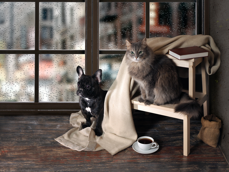 9 Korakov za pripravo doma pred prihodom pasjega ali mačjega mladička